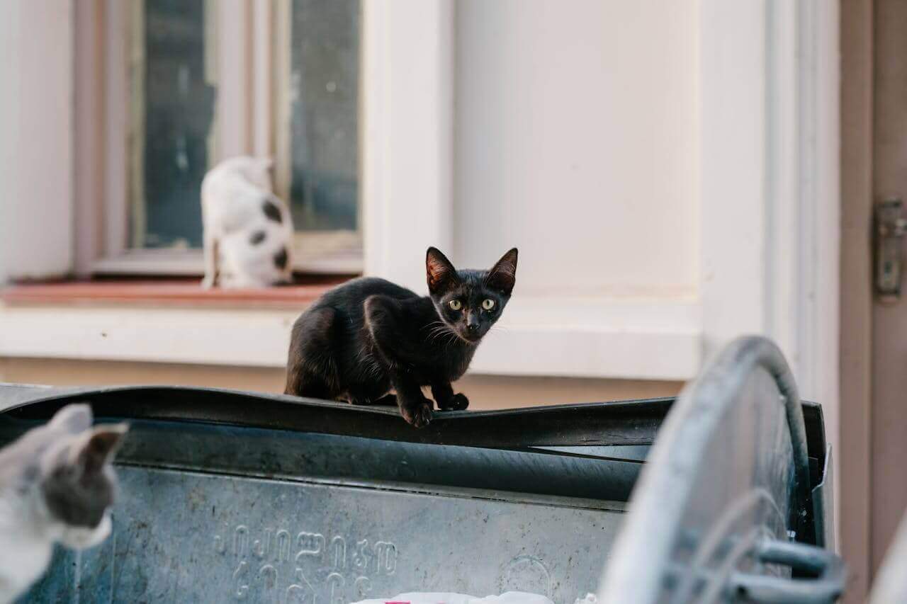 Fund Spay/Neuter Surgeries for 500 Stray Cats – Image 2